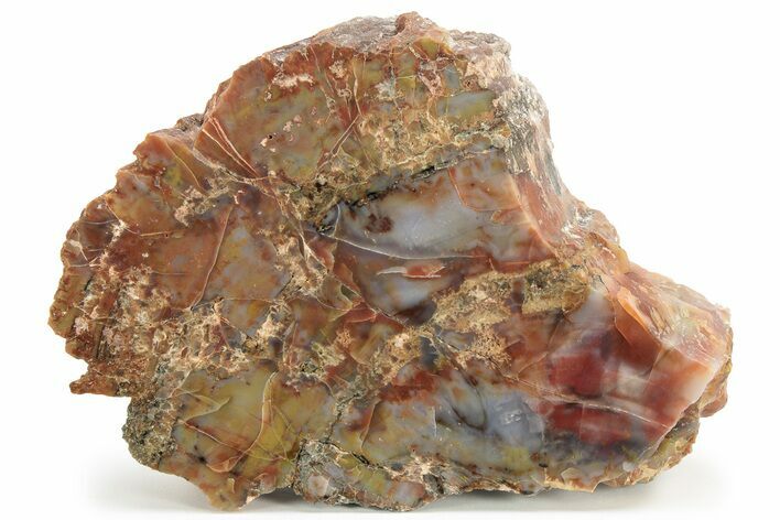 Polished, Petrified Wood (Araucarioxylon) - Arizona #229119